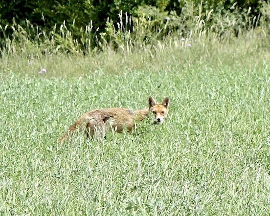 fox